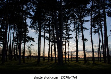 Sunset by the trees