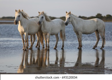 Sunset in Camargue, horses on the sea shore