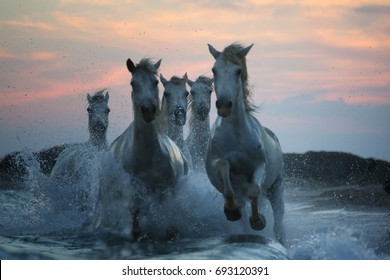 Sunset in Camargue, horses on the sea shore