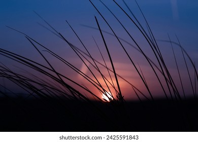 Sunset captured low angle thru plant