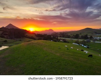 Sunset In Central California, Hills And Cows