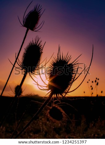 Similar – Abendrot beim Sonnenblumenfeld