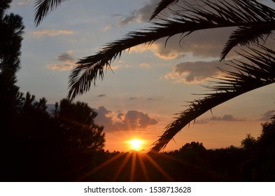 Sunset closeup through palm leaves in Madrid