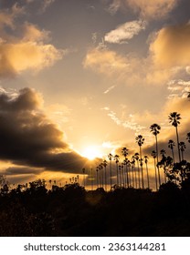 Sunset With Clouds and Palm Trees