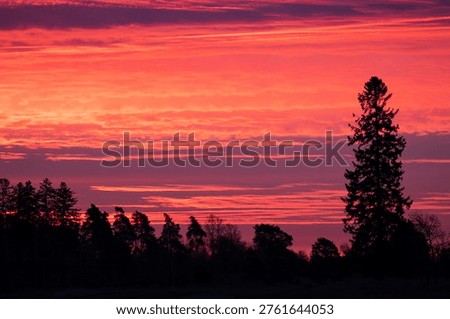 Sunset in a cloudy sky with deep red colours above a forest