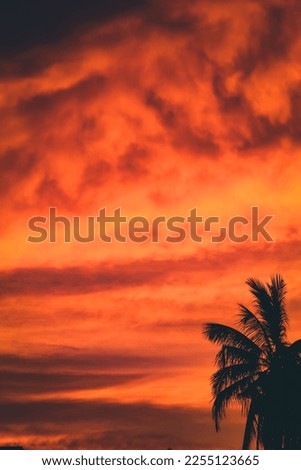 Sunset with coconut tree on black siloute 
