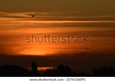 Similar – Foto Bild Eines Abends ging die Taube gemütlich durch die prachtvolle Kolonnade spazieren