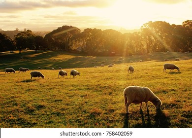 Sunset In Cornwall Park, Auckland