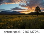 Sunset Crater, Volcano, National Monument, Flagstaff, wildflowers, sunset, beauty, nature, vibrant, colorful, blooms, volcanic, landscape, serene, picturesque, panoramic, views, natural wonder, AZ