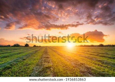Sunset at cultivated land in the countryside on a summer evening with cloudy sky background. Procurement of food for animals. Combined field. Landscape.