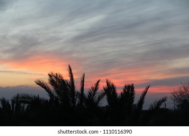 Sunset In Cyprus With Palm Tree Sillhouette