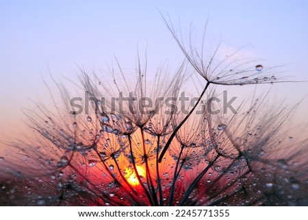 sunset. dandelion seeds in water drops close-up on a sunset background. selective focus