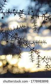 Sunset And Dappled Light Behind A Flowering Branch Of Prickly Moses Wattle In Sydney, Australia