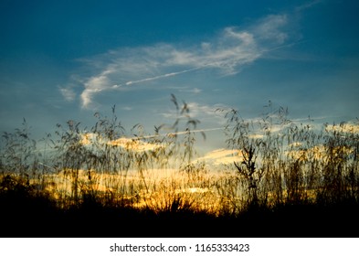 Sunset in dark grass