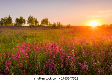 10,378 Carnation field Images, Stock Photos & Vectors | Shutterstock