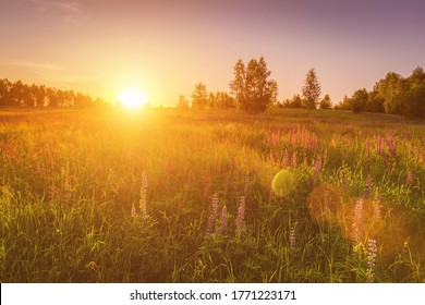 Sunset or dawn on a field with purple lupins, wild carnations and young birches in clear summer weather and a clear cloudless sky. Landscape.
