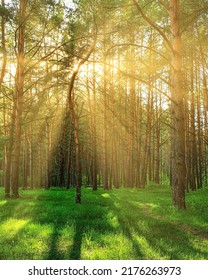 Sunset or dawn in a pine forest in spring or early summer. The sun among the trunks of pines. - Shutterstock ID 2176263973