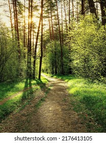 Sunset or dawn in a pine forest in spring or early summer. The sun illuminating the young spring foliage of shrubs.