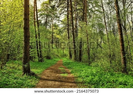 Sunset or dawn in a pine forest in spring or early summer. The sun illuminating the young spring foliage of shrubs.