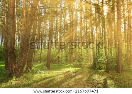 Similar – Image, Stock Photo forest path with backlight