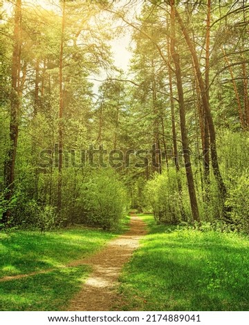 Similar – Image, Stock Photo forest path with backlight
