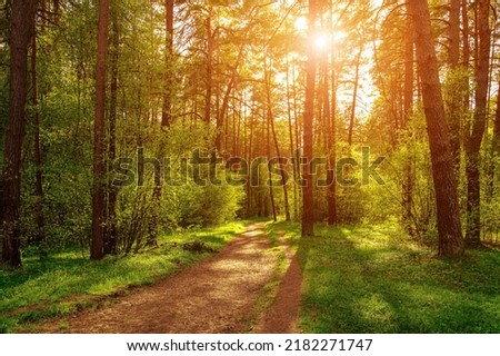 Similar – Image, Stock Photo forest path with backlight