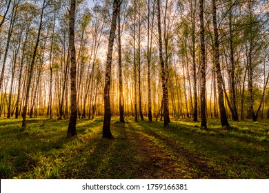 Sunset or dawn in a spring birch forest with bright young foliage glowing in the rays of the sun and shadows from trees.