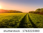 Sunset or dawn in a spring field with green grass, a path with tire marks, willows and a clear sky. The sun leaving deep shadows.