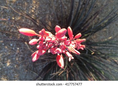 sunset desert bloom