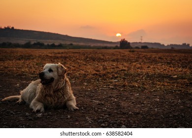 Sunset with dog