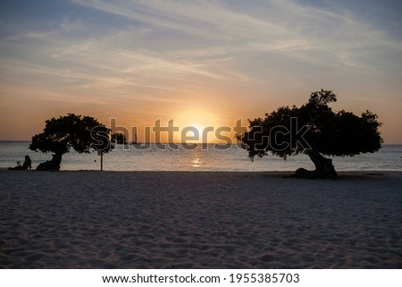 Sunset at Eagle Beach Aruba, Divi Dive Trees on the shoreline of Eagle Beach in Aruba.