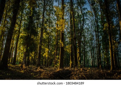 Sunset in the eucalyptus forest