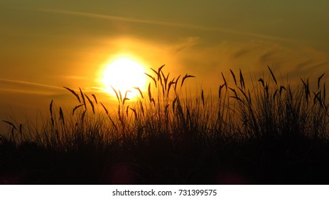 Sunset With European Beachgrass