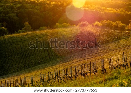 Sunset and evening atmosphere in a vineyard