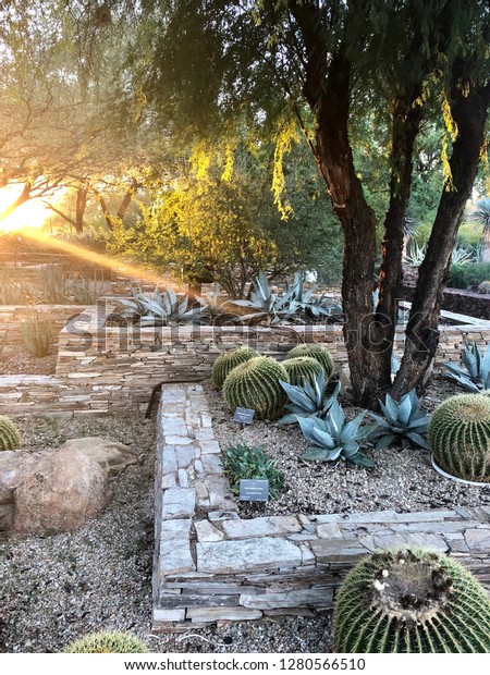 Sunset Evening Desert Botanical Gardens Phoenix Stock Photo Edit