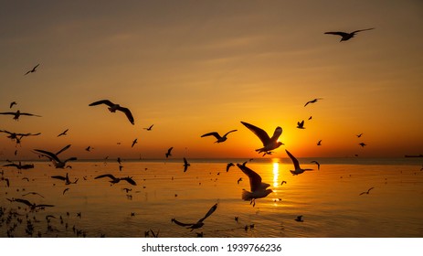 Sunset or evening time at sea or ocean with seagull bird flying. - Powered by Shutterstock