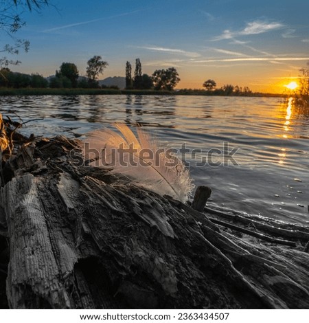 Sunset with a feather on the shore of lake Constance in the Rhine valley, Vorarlberg, Austria. Foto colored and blackwhite. sun is reflected in the water, framed by reeds and trees. life after death.
