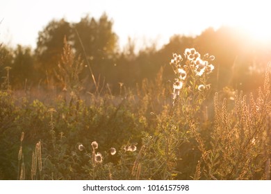 Sunset in the field
