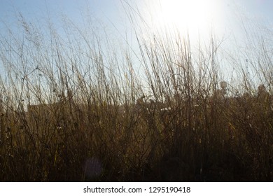 sunset in the field