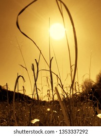 Sunset in field