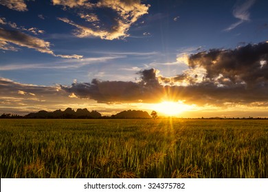 Sunset Field