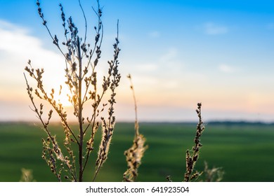Sunset in the field