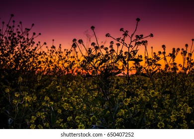 Sunset in the field