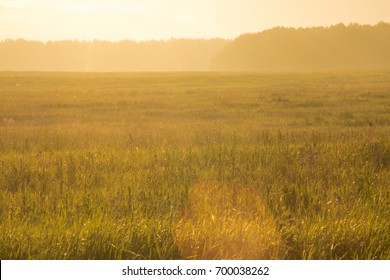 sunset in the field