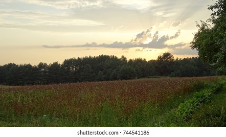 sunset and field
