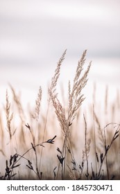 Sunset In The Field. Close View Of Grass Stems Against Dusty Sky. Calm And Natural Background