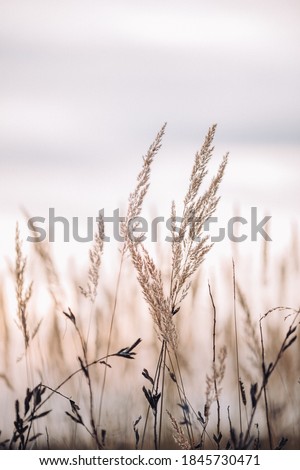 Sunset in the field. Close view of grass stems against dusty sky. Calm and natural background