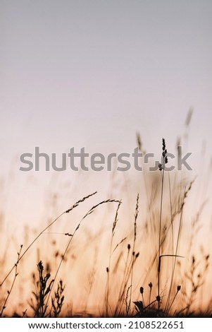 Similar – Image, Stock Photo grasstime Grass Winter