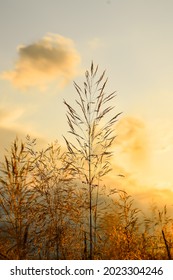 Sunset In The Field. Grass Against The Setting Sun And Golden Clouds. Calm And Tranquility. Natural Natural Background. Pattern And Wallpaper. The Beauty Of The Wild Nature