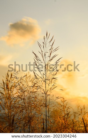 Sunset in the field. Grass against the setting sun and golden clouds. Calm and tranquility. Natural natural background. Pattern and wallpaper. The beauty of the wild nature